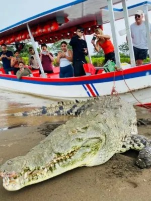 Crocodile Tour