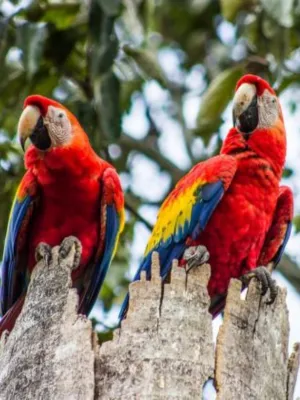 Birdwatching Tour