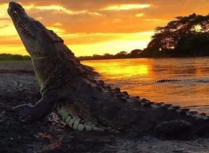 crocodile13